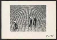 [recto] Evacuation of farmers of Japanese descent resulted in agricultural labor shortage on Pacific Coast acreage, such as the garlic field ...