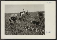 [recto] Evacuees of Japanese ancestry who have volunteered for beet work top beets in a field near Keensburg, Colorado. ;  Photographer: Parker, Tom ;  Keensburg, Colorado.