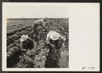 [recto] Harvesting spinach. ;  Photographer: Stewart, Francis ;  Newell, California.