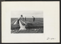 [recto] Evacuee farm hands irrigate the crops at the farm on this relocation center. ;  Photographer: Stewart, Francis ;  Newell, California.