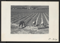 [recto] San Jose, Calif.--Farm family in their strawberry field prior to evacuation. Their home can be seen in the background at ...
