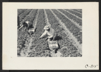 [recto] San Jose, Calif.--Farm family in their strawberry field a few days before evacuation. ;  Photographer: Lange, Dorothea ;  Mission San Jose, California.