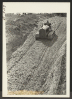 [recto] Packing down corn ensilage in one of the two trench silos on the Amache farm. ;  Photographer: McClelland, Joe ;  Amache, Colorado.