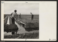 [recto] Evacuee farm hands irrigate the crops at the farm on this relocation center. ;  Photographer: Stewart, Francis ;  Newell, California.