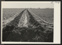 [recto] An irrigation lateral near Hereford, Texas. The field shown is now in alfalfa. Irrigation water comes from wells ranging in ...