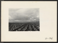[recto] A general view of the field at the farm of this relocation center, showing the tremendous acreage and large size of the lettuce plants which are grown here. ;  Photographer: Stewart, Francis ;  Newell, California.