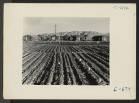 [recto] Manzanar, Calif.--Evacuees of Japanese ancestry are growing flourishing truck crops for their own use in their hobby gardens. These crops are grown in plots 10 x 50 feet between blocks of barracks at this War Relocation Authority Center. ;  Photographer