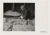 [recto] S. Kanda, poultry caretaker and former oyster worker from Olympia, Washington, tends baby chicks at the poultry farm. ;  Photographer: Stewart, Francis ;  Newell, California.