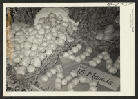 [recto] Potatoes produced on the Amache farm exhibited at the Amache Agricultural Fair, September 11 and 12. ;  Photographer: McClelland, Joe ;  Amache, Colorado.