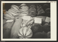 [recto] Melons and pumpkins shown at the Amache Agricultural Fair, September 11 and 12. ;  Photographer: McClelland, Joe ;  Amache, Colorado.