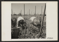 [recto] Young workers of Japanese ancestry picking peas on a farm in Alameda County, before evacuation. Evacuees of Japanese descent will be housed in War Relocation Authority centers where there will be opportunities to follow agricultural and other callings.