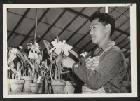 [recto] Toge Yasuda came to New York in November, 1943, and went to work for a large modern greenhouse in Roslyn, ...