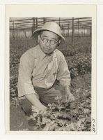 [recto] Mr. Hirosuke Inouye, formerly of Topaz, is inspecting chrysanthemum plants at the Sequoia Nursery in Redwood City. Mr. Inouye was a Stanford graduate '38, Biological Science. ;  Photographer: Iwasaki, Hikaru ;  Redwood City, California.