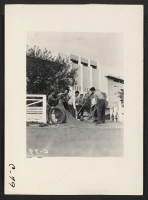 [recto] Arcadia, Calif.--Husky young evacuees of Japanese descent help to improve their temporary new home sites at Santa Anita Assembly Center. ;  Photographer: Albers, Clem ;  Arcadia, California.