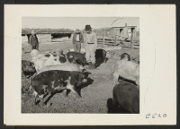 [recto] The Amache center hog farm foreman, Nakashima [Nakamura?], and two farm workers, with some of his fattening charges. These hogs, purchased young, are being fattened and bred as a nucleus of the hog farm. ;  Photographer: Parker, Tom ;  Amache, Colorad