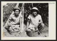 [recto] Two of 20 boys from the Rohwer Relocation Center who are employed on the Alvin O. Eckert farm near Bellville, ...