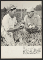 [recto] Photograph of Kichiro Muto and Fred Muto, father and son, who are the owners and operators of a 20 acre ...