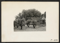 [recto] (4 miles east of Lodi.) Farm home of laborer of Japanese ancestry. This vineyard is the highly productive area of San Joaquin County. ;  Photographer: Lange, Dorothea ;  Lodi, California.