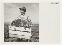 [recto] An evacuee is shown with a crate of spinach. His smile seems to show that he is proud of the high quality of this crop. ;  Photographer: Stewart, Francis ;  Newell, California.