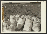[recto] Part of the potato crop produced on the Amache farm. ;  Photographer: McClelland, Joe ;  Amache, Colorado.