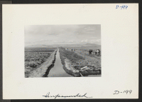 [recto] This view shows an irrigation ditch which supplies the water for the farm run by evacuee workers at this relocation center. ;  Photographer: Stewart, Francis ;  Newell, California.