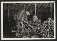 [recto] Mr. Seisaburo Ito discussing the tomato plants with Mr. H. M. Petersen, owner of a large greenhouse in Cleveland. Mr. Ito is originally from Los Angeles and relocated from the Gila River Relocation Center. ;  Cleveland, Ohio.