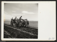 [recto] Tule Lake, Newell, Calif.--A crew of evacuee farmers at work on a semi-automatic-feeding, rotary potato planter. ;  Photographer: Stewart, Francis ;  Newell, California.
