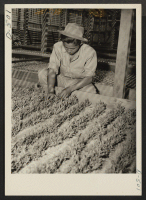[recto] In an experimental nursery at the relocation center, K. Matsuyama inspects two-year-old guayule plants, now ready for transplanting. ;  Photographer: Stewart, Francis ;  Manzanar, California.