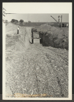 [recto] Filling one of the two trench silos at the Amache farm with corn ensilage. ;  Photographer: McClelland, Joe ;  Amache, Colorado.
