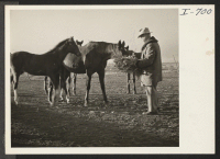 [recto] Mr. Walter David and a few of his prize-winning saddle horses. Mr. David owns what is probably the largest tract of land in a single piece in Deaf Smith County, 2560 acres in one tract. He specializes in pure-bred livestock. ;  Photographer: Iwasaki, Hi