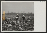 [recto] Cutting cabbages which have been left for winter harvest. ;  Photographer: Van Tassel, Gretchen ;  Denson, Arkansas.