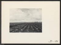 [recto] A view of the farm at this relocation center, showing the tremendous acreage and superb crops grown by evacuee workers. ;  Photographer: Stewart, Francis ;  Newell, California.