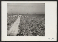 [recto] Farm formerly operated by J. Nitta--now operated by Bob Fletcher. 40 acres total. 34 acres in grapes. ;  Photographer: Stewart, Francis ;  Florin, California.