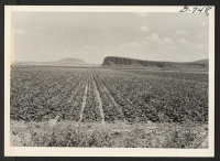 [recto] This field of turnips at the Tule Lake Center was planted May 30, 1944. ;  Photographer: Bigelow, John ;  Newell, California.