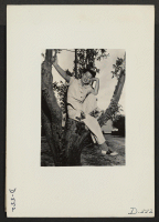 [recto] Manzanar, Calif.--Kinu Hirashima, from Los Angeles, perches in an apple tree at Manzanar, a War Relocation Authority center where evacuees of Japanese ancestry will spend the duration. ;  Photographer: Stewart, Francis ;  Manzanar, California.