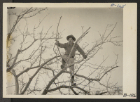 [recto] Manzanar, Calif.--Pruning trees at this War Relocation Authority center for evacuees of Japanese ancestry. ;  Photographer: Albers, Clem ;  Manzanar, California.
