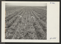 [recto] A view of cauliflower, which is being grown for its seed. Most cauliflower seed came from Denmark, but since the ...