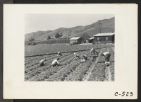 [recto] Near Mission San Jose, Calif.--Family of Japanese ancestry laboring in their strawberry field at opening of harvest season. Note the ...