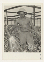 [recto] Mr. Frank Onizuka watering chrysanthemum plants. Mr. Onizuka of Topaz gets along well with his neighbors, Caucasians, Chinese and Filipinos. He is working with Mr. Gene Gadriez, a Filipino. ;  Photographer: Iwasaki, Hikaru ;  Redwood City, California.