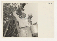 [recto] Mr. Rikichi Ogawa, recent relocatee from Heart Mountain Center, is shown picking apricots. Mr. Ogawa has leased his fifteen acre ...