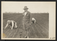 [recto] Weeding celery field in Delta region, prior to evacuation. Henry Futamachi, ranch manager, in foreground. Farmers and other evacuees of ...
