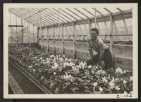 [recto] San Leandro, Calif.--Greenhouse on nursery operated, before evacuation, by horticultural experts of Japanese ancestry. Many of the Nisei (born in ...