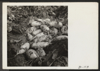 [recto] A view of turnips lying in the field where evacuee farmers have placed them for the pickup crews. This photograph shows the tremendous size of these quick grown turnips. ;  Photographer: Stewart, Francis ;  Newell, California.