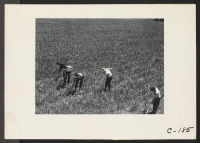 [recto] Victory Corps weeding garlic field. Thirty-seven high school boys have been recruited and organized at the request of Caucasian growers ...