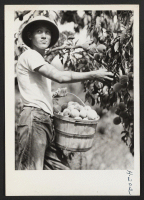 [recto] Takashi Kikita, relocated from the Rohwer Center, is shown picking peaches in the Eckert Orchards near Bellville, Illinois. Kakita is ...