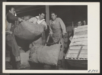 [recto] Husky young former west coast residents in the produce cooler at the Rohwer Center. Workers who handle the storage and distribution of food supplies throughout the center, are recruited from center residents (former west coast persons of Japanese ancestry