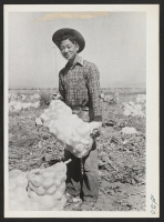 [recto] Shiro Takemoto sacking turnips. ;  Photographer: Cook, John D. ;  Newell, California.