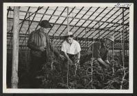 [recto] Bob Takahashi from Colorado River Relocation Center and Seisaburo Ito from Gila River working with their employer H. M. Petersen in his large greenhouse in Cleveland. Mr. Ito is in charge of the temperature control room. ;  Cleveland, Ohio.