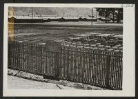 [recto] Open growing bed for guayule plants. Plot 4 at this War Relocation Authority center for evacuees of Japanese ancestry. ;  Photographer: Lange, Dorothea ;  Manzanar, California.