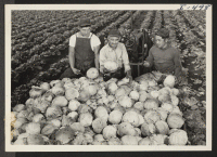 [recto] (From left to right): George Shoji, Joseph Sakamoto, and George Ike are shown examining a wagonload of cabbage. The three ...